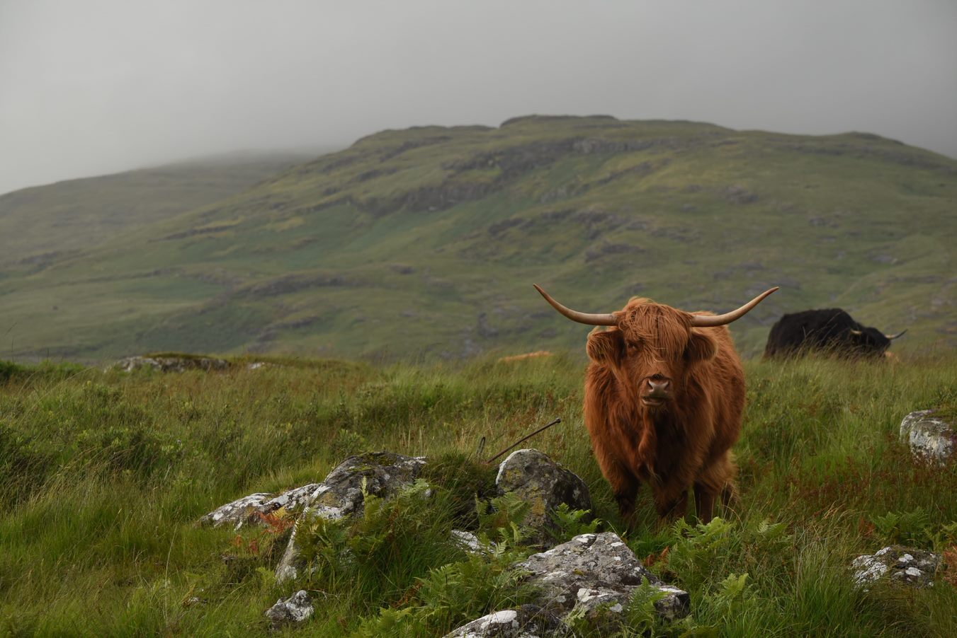 Highland Cow 